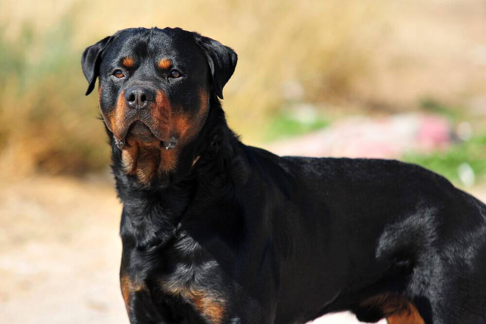 Are Rottweilers Dangerous? A Breed Highlight 